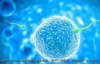 试管移植后着床失败、流产？可能是“封闭抗体”出了问题