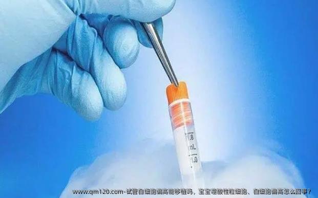 试管白细胞偏高能移植吗，宝宝噬酸性粒细胞、白细胞偏高怎么回事？