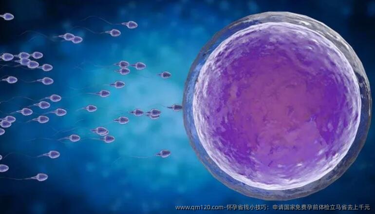 怀孕省钱小技巧：申请国家免费孕前体检立马省去上千元