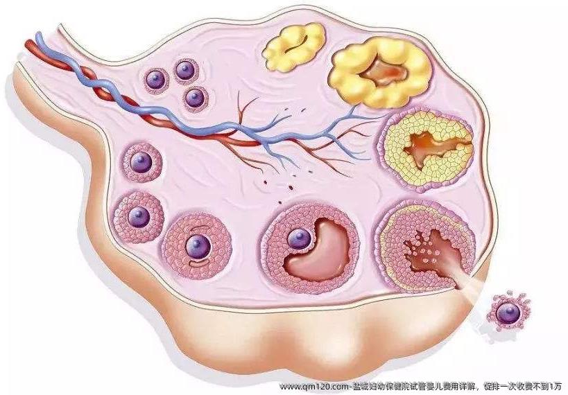 盐城妇幼保健院试管婴儿费用详解，促排一次收费不到1万