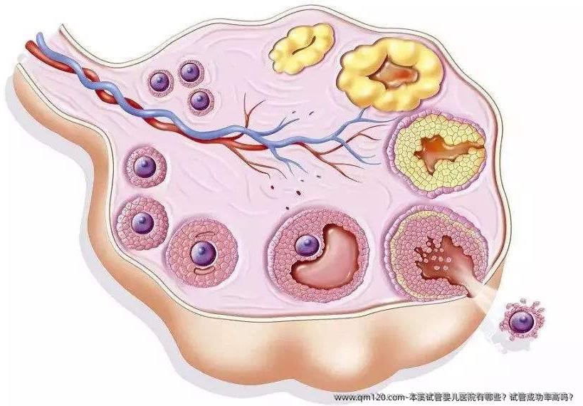 本溪试管婴儿医院有哪些？试管成功率高吗？