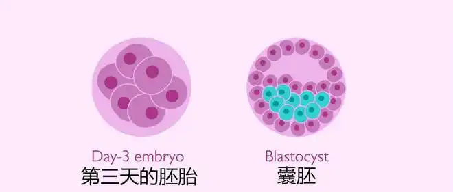 国内试管助孕过程中胚胎冷冻技术是否会影响质量？