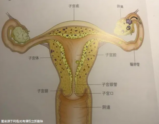 输卵管囊肿可以试管婴儿吗？输卵管囊肿可以试管婴儿吗？