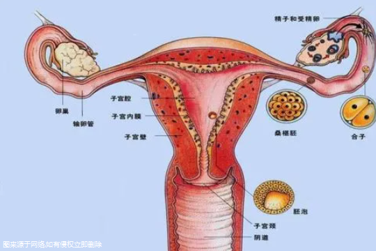 试管促排卵后卵巢功能差正常吗