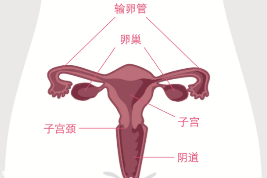 残角子宫做试管成功率如何？