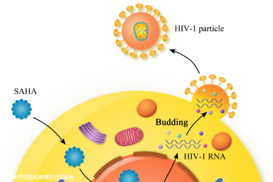 hiv男性感染者能做三代试管吗-hiv男性感染者可以试管生育吗