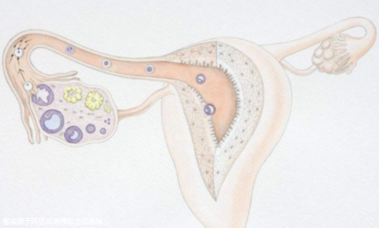 试管胎停的原因有哪些，80%是精子的问题有些夸张