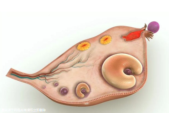 子宫内膜异位症试管的过程