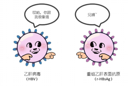 病毒性乙肝可以做试管吗？乙肝病毒可以做试管婴儿吗？