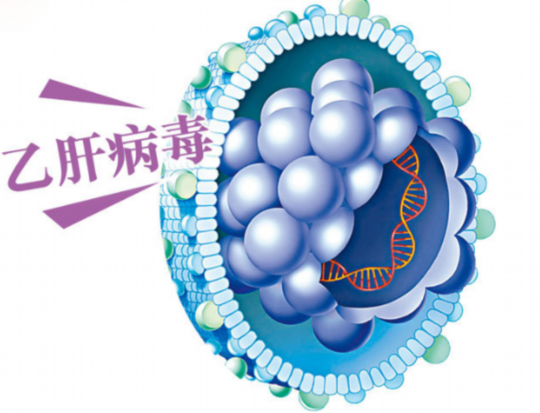 乙肝大三阳做试管婴儿经历多少年-乙肝大三阳做试管会影响肝功能吗