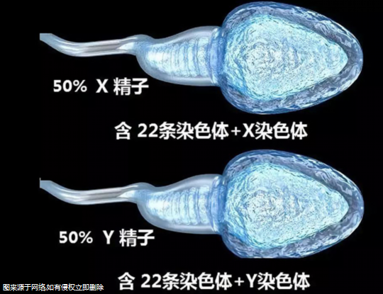 精子碎片率高影响做三代试管吗