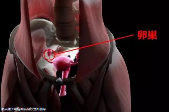 宫腔有炎症试管不成功？宫腔有炎症试管不成功会怎么样？