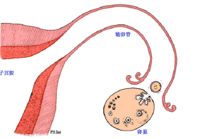 卵巢囊肿试管婴儿流程(卵巢囊肿试管婴儿成功率)