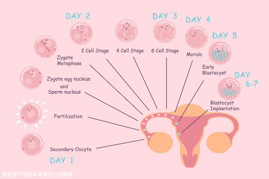 试管婴儿女方促排多久-试管婴儿女方促排多久移植