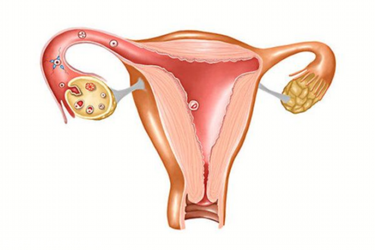 做试管会损伤卵巢功能吗