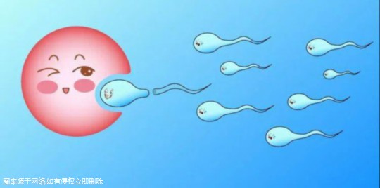 随州第三代试管可以放两个胚胎吗 试管三代只能移一个吗