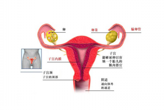 试管促排卵多久恢复卵巢功能正常？试管促排卵多久恢复卵巢功能正常呢？