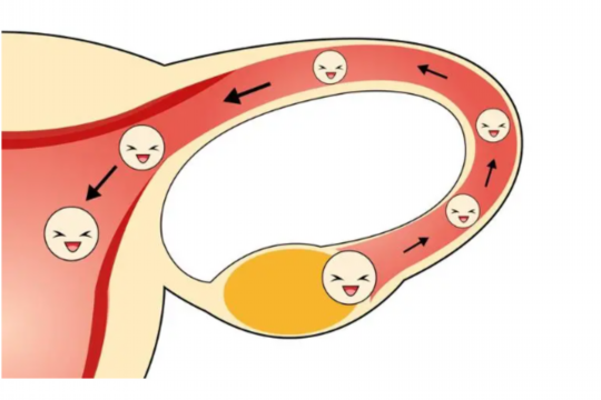 宫颈糜烂试管能做宫腔镜吗？宫颈糜烂试管能做宫腔镜吗？