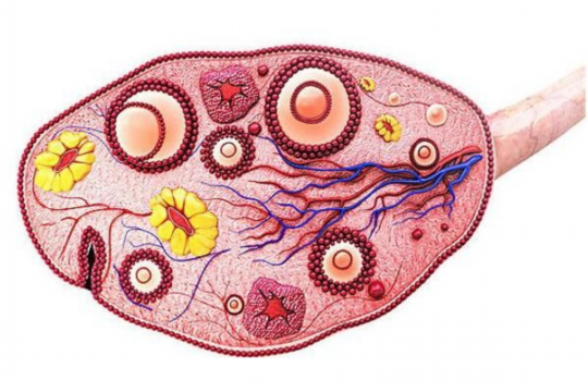 试管促排后不促排卵后果严重吗？试管促排不促排卵对卵巢危害