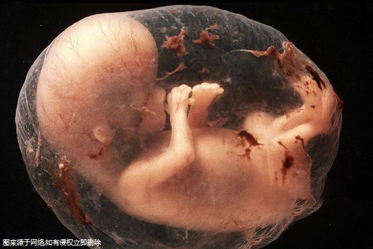 第三代试管婴儿胚胎着床比例？
