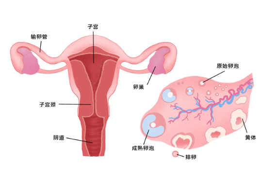 宫腔黏连试管能成功吗？宫腔黏连试管能成功吗会怀孕吗？