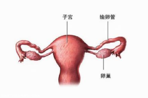 卵巢囊肿吃什么水果比较好？