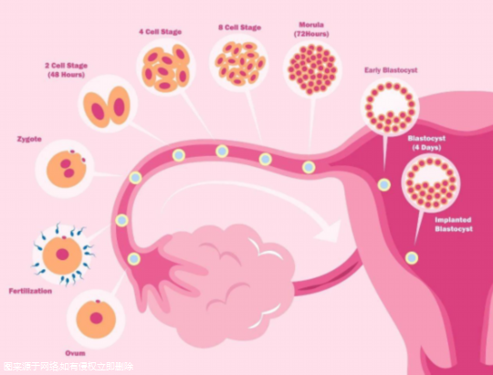 hpv高危66阳性可以做试管吗 hpv66高危阳性可以打宫颈癌疫苗吗