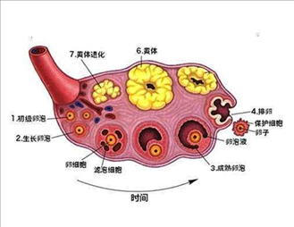 卵泡大小