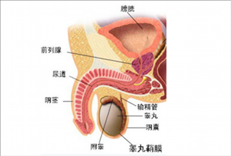 输精管