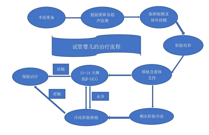 三代试管过程图片