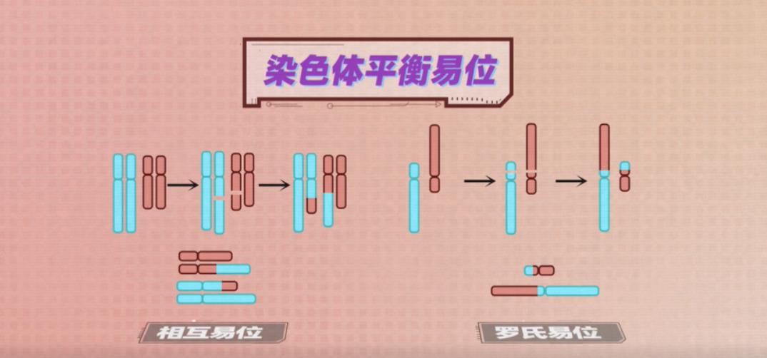 平衡易位携带者做第三代试管婴儿就能解决不孕吗？