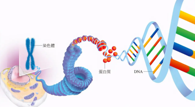 2025年没有卵子在德州市人民医院做三代试管的费用高吗？费用明细是怎么样的