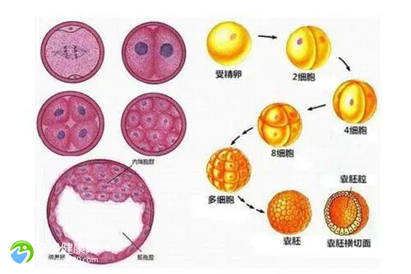 脐带绕颈的症状汇总，怎么判断脐带绕颈？