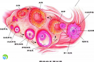 女性怀孕痣疮影响试管吗？