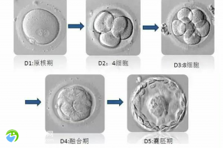 合肥生殖医院做试管价格表是怎样的