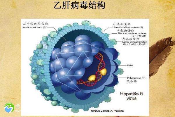 试管可以阻断乙肝病毒吗