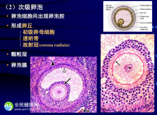 试管卵泡只有2个正常吗？