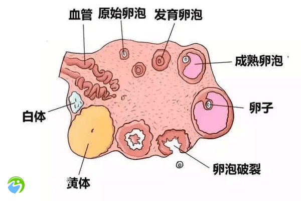 胚胎2pn是等级指数吗？