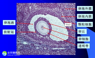 胚胎等级是否由精子决定？