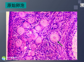 试管4个卵泡正常吗会怀孕吗？