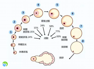 3天胚胎等级1级成功率高吗？