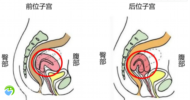 喝生化汤危害，生化汤喝太多的副作用