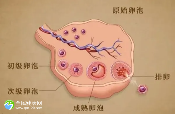 只有4个卵泡做试管几率大吗？