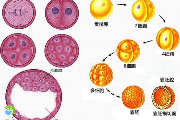 试管婴儿移植后几天着床-试管婴儿多少时间放入自己体内