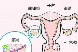 试管走医保报销多少费用？