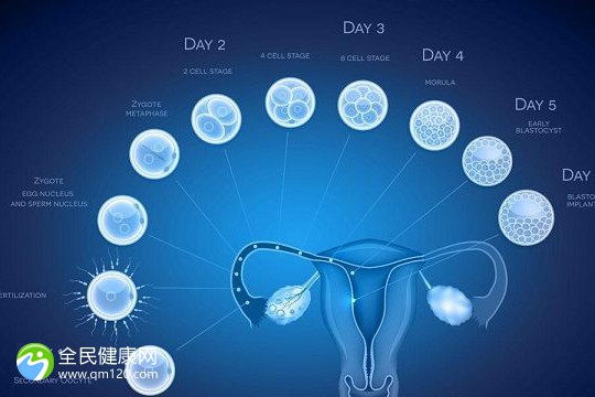 多久能做二期试管移植囊胚？