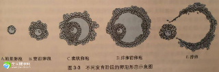 试管检查左侧6-8个卵泡正常吗？