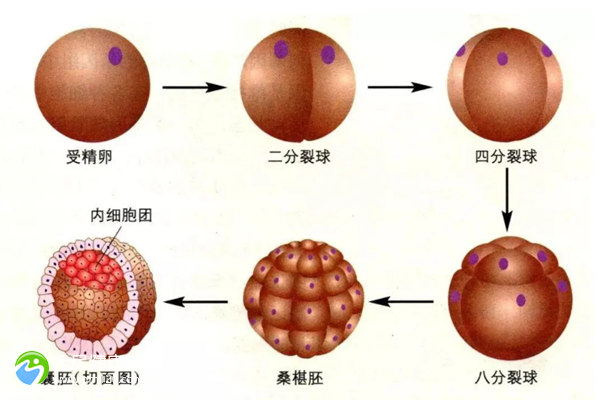 临汾公立医院三代试管婴儿大概多少费用