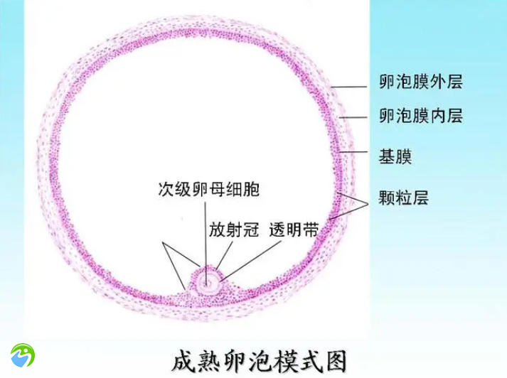 试管胚胎等级标准是多少级？