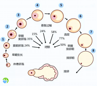 只有4个卵泡能做试管吗？